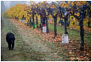 Fall Vineyard 8 Stock Image Southern Oregon