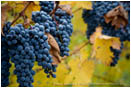 Grapes on Vine 3 Stock Image Southern Oregon