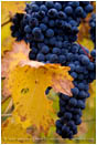 Grapes on Vine 4 Stock Image Southern Oregon