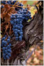 Grapes on Vine 5 Stock Image Southern Oregon