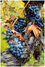 Grapes on Vine 6 Stock Image Southern Oregon