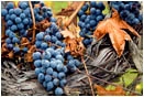 Grapes on Vine 7 Stock Image Southern Oregon