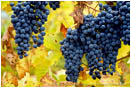 Grapes on Vine 8 Stock Image Southern Oregon