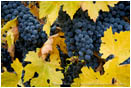 Grapes on Vine 9 Stock Image Southern Oregon