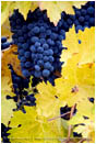 Grapes on Vine 10 Stock Image Southern Oregon