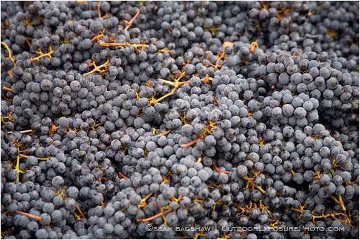 Grapes Stock Image Southern Oregon