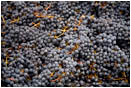 Grapes Stock Image Southern Oregon