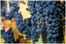 Grapes on Vine 11 Stock Image Southern Oregon