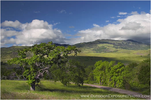 Royalty Free Stock Photo: Old Oak And Grizzly Peak