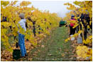 Grape Harvesting 2 Stock Image Southern Oregon