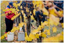 Grape Harvesting 3 Stock Image Southern Oregon
