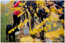 Grape Harvesting 4 Stock Image Southern Oregon