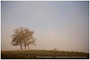 Trees in Fog Stock Image