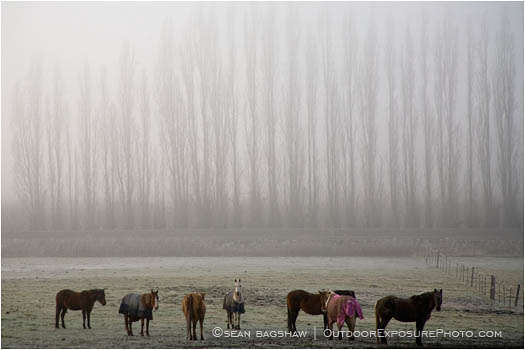 Horses in Fog Stock Image Southern Oregon