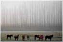 Horses in Fog Stock Image Southern Oregon