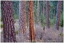 Ponderosa Pine 3 Stock Image Oregon