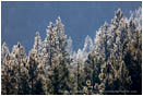 Frosty Forest Stock Image Southern Oregon