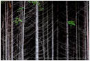 Managed Forest Stock Image Oregon