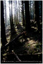 Coastal Forest Stock Image Oregon