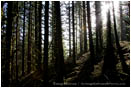 Coastal Forest 2 Stock Image Oregon