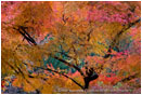 Fall Maple 2 Stock Image Lithia Park, Ashland, Oregon
