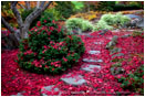 Japanese Garden Fall 9 Stock Image Lithia Park, Ashland, Oregon