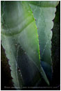 Heart Of The Agave Print, Mexico