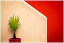 New Palm And Wall Print, Mexico