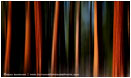 Ponderosa Shining Print, Oregon