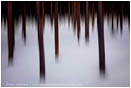 Lost In A Winter Forest Stock Image, Crater Lake, Oregon
