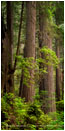 Ancient Architecture Panorama Print, Redwood NP, California