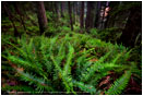 Twilight Grove Print, Redwood NP, California