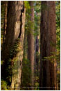 The Old Fern Tree Print, Redwood NP, California