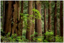 Timberland Stock Image, Redwood NP, California