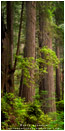 Timberland Print, Redwood NP, California