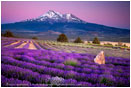 Shasta Lavender Print, Shasta Valley, California