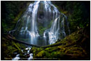 Deep Forest Falls Print, Proxy Falls, Oregon