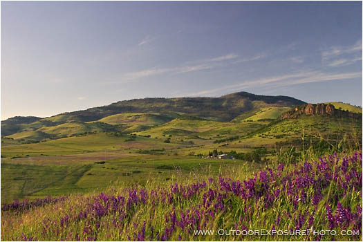 Royalty Free Stock Photo: Vetch Bloom On Grizzly