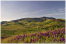 Royalty Free Stock Photo: Vetch Bloom On Grizzly