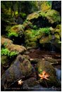 Emerald Pool Print, Watson Creek, Oregon