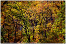 Oak Tree Riot Stock Image, Washington