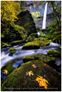 Autumn At Elowah Print, Columbia Gorge, Washington