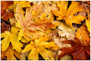 Fall Tapestry Stock Image, Stevens Pass, Washington