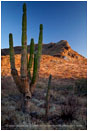Desertland Print, Baja, Mexico