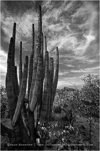 Sky Cactus Print, Baja, Mexico