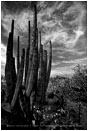 Sky Cactus Print, Baja, Mexico