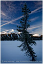 Mt. Bachelor And Tree Stock Image, Bend, Oregon