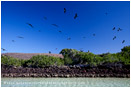 Frigate Bird Rookery Stock Image, Baja, Mexico