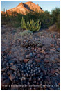 Baja Desert 2 Stock Image, Baja, Mexico