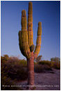 Baja Cactus Stock Image, Baja, Mexico